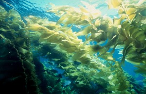Osaine algen - Kelpbos zee